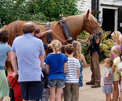 Suffolk-Punch-Trust-Horse-in-Harness Suffolk-Punch-Trust-Horse-in-Harness