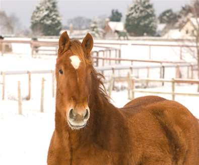 Suffolk-Punch-Trust-winter-time Suffolk-Punch-Trust-winter-time
