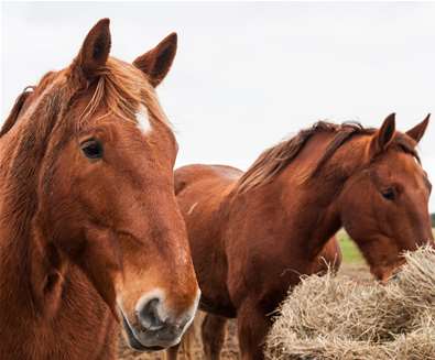 Suffolk Pinch Trust - Horses