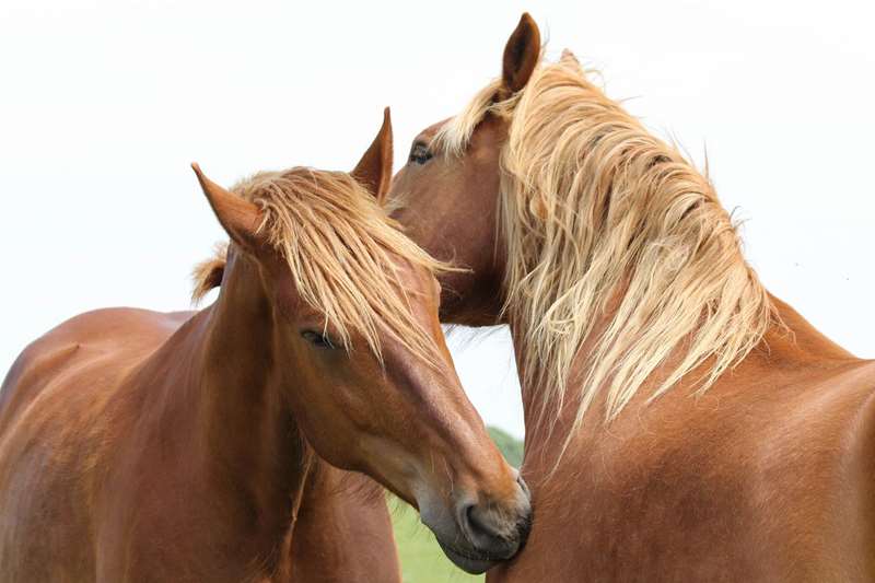 Suffolk Punch Horses Hollesley