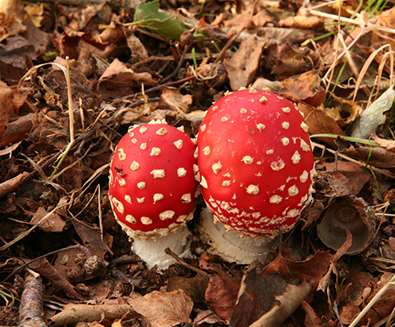 TTDA - Suffolk Wildlife Trust - Toadstools