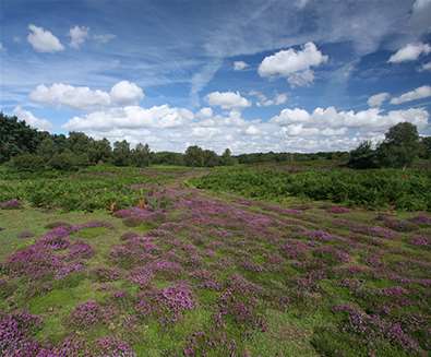 Suffolk Wildlife Trust