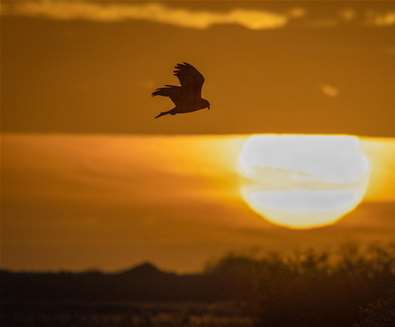 Sunset Stroll at RSPB Minsmere