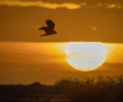 Sunset Stroll at RSPB Minsmere