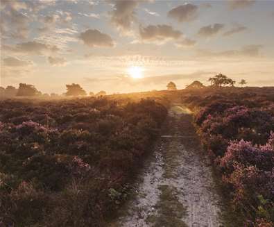 National Trust Dunwich Heath