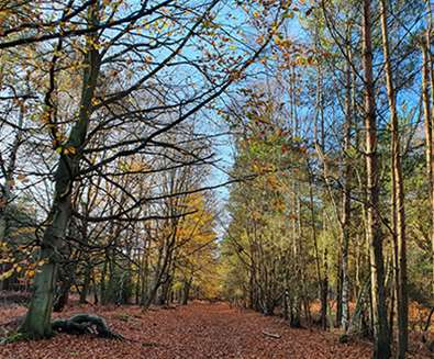 Sutton Heath in Autumn (c) Annie Willey