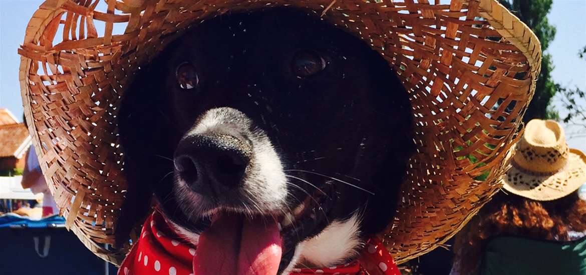 TTDA - Maverick Festival - dog in hat