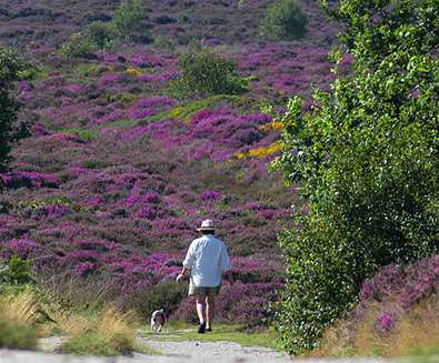 TTDA - National Trust Dunwich Heath - Forest TTDA - National Trust Dunwich Heath - Forest
