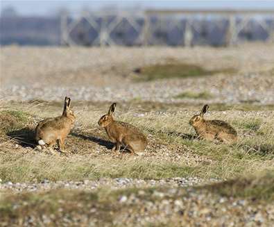 TTDA - National Trust Orford Ness - Hares TTDA - National Trust Orford Ness - Hares
