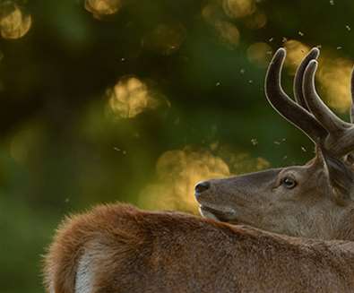 TTDA - RSPB Minsmere - Stag (Ben Andrews) TTDA - RSPB Minsmere - Stag (Ben Andrews)