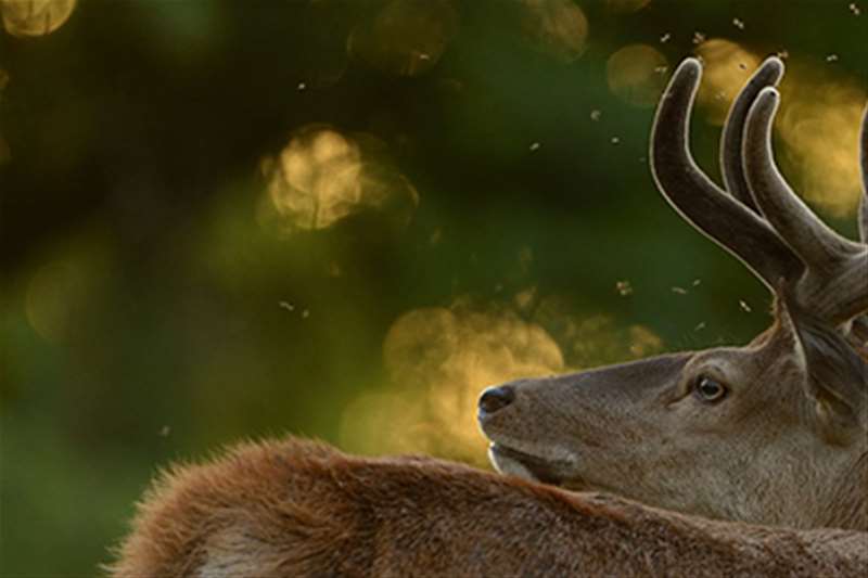 Red Deer at RSPB Minsere
