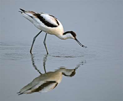 TTDA - RSPB Minsmere - Avocet TTDA - RSPB Minsmere - Avocet