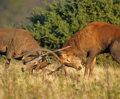 Red Deer are Ready to Rut!