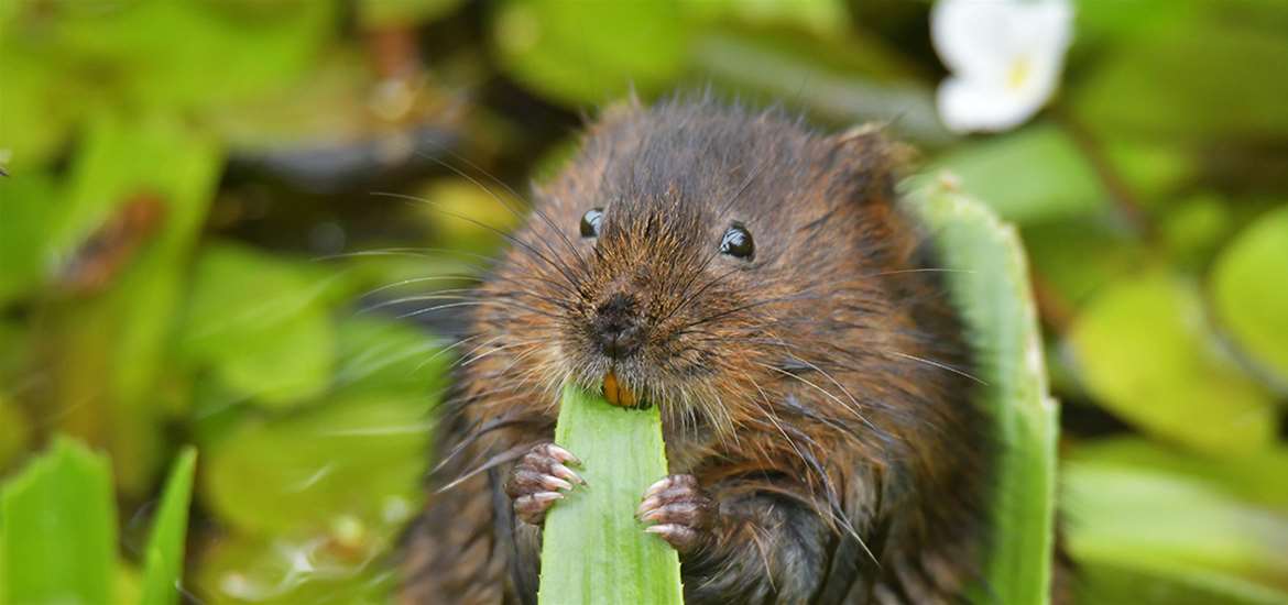 TTDA - Suffolk Wildlife Trust - Water Vole (c) Gavin Durrant