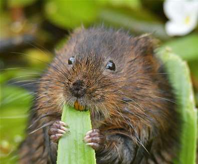 TTDA - Suffolk Wildlife Trust - Water vole TTDA - Suffolk Wildlife Trust - Water vole