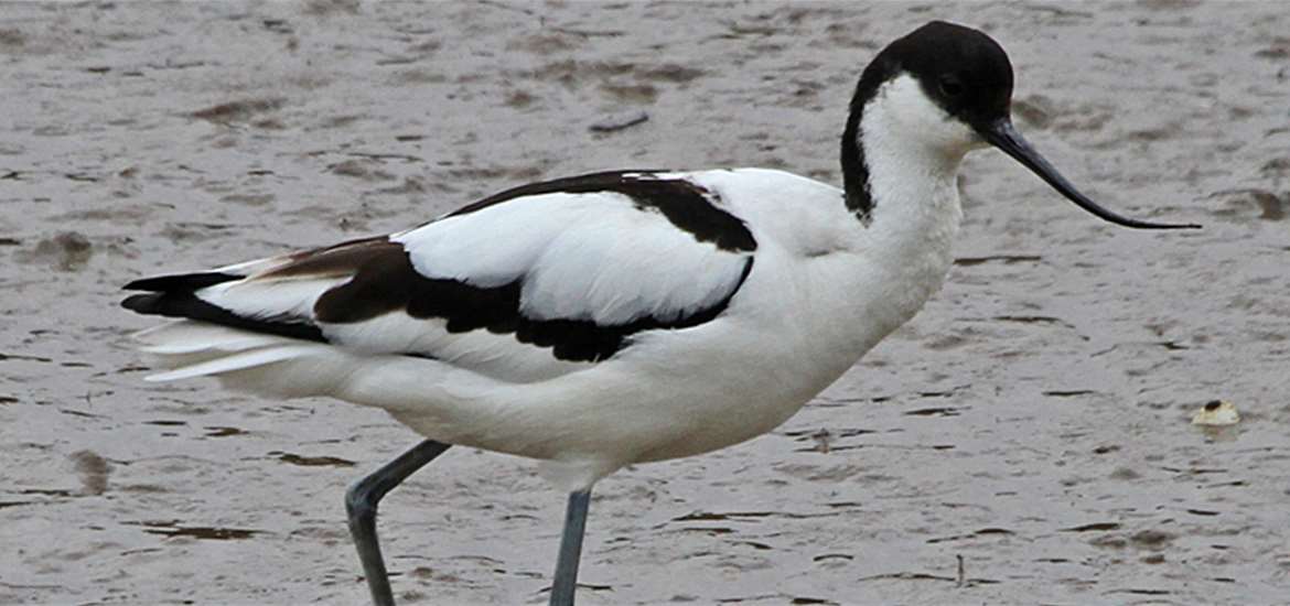 FD Lady Florence - Orford - Avocet