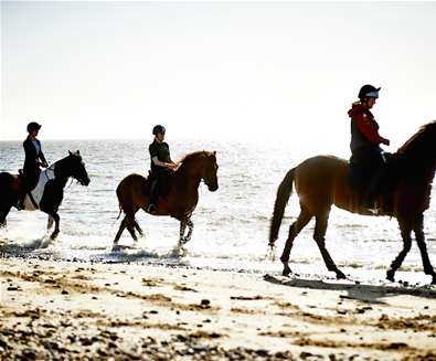Pakefield Riding - Horses in sea Pakefield Riding - Horses in sea