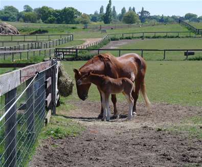 The Suffolk Punch Trust on the Deben Peninsula