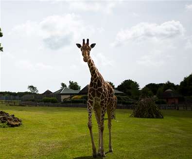 TTDA - Africa Alive - Giraffe TTDA - Africa Alive - Giraffe