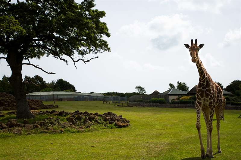 Towns & Villages - Kessingland - Giraffe at Africa Alive