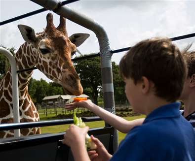 TTDA - Africa Alive - Boy feeding giraffe