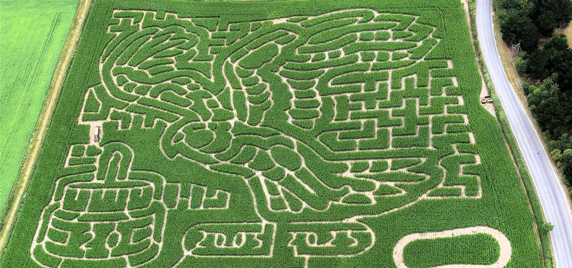 This year’s big maze is a marsh harrier design and the mini maze is a birthday cake