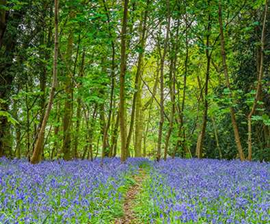 WTS - Best of Suffolk - Bluebells