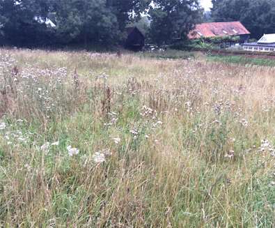 WTS - Ufford Park - Wildlife Area WTS - Ufford Park - Wildlife Area