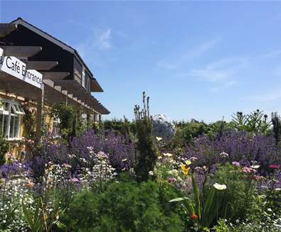 TTDA - Darsham Nurseries - Garden TTDA - Darsham Nurseries - Garden
