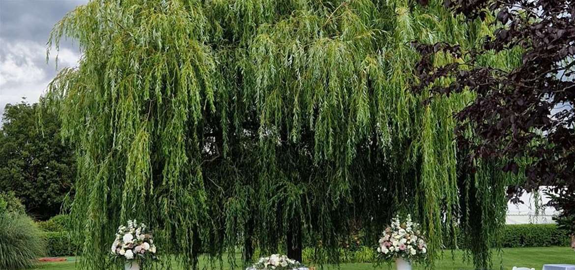 Hungarian Hall Estate - The Willow Tree