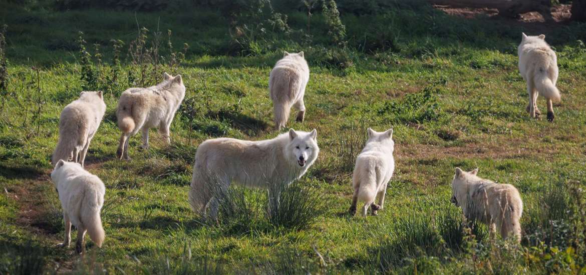 Jimmys Farm - Arctic Wolves