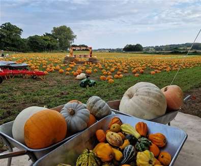 Woodbridge Pumpkin Patch