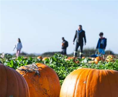 Halloween Half Term Fun at Sout..