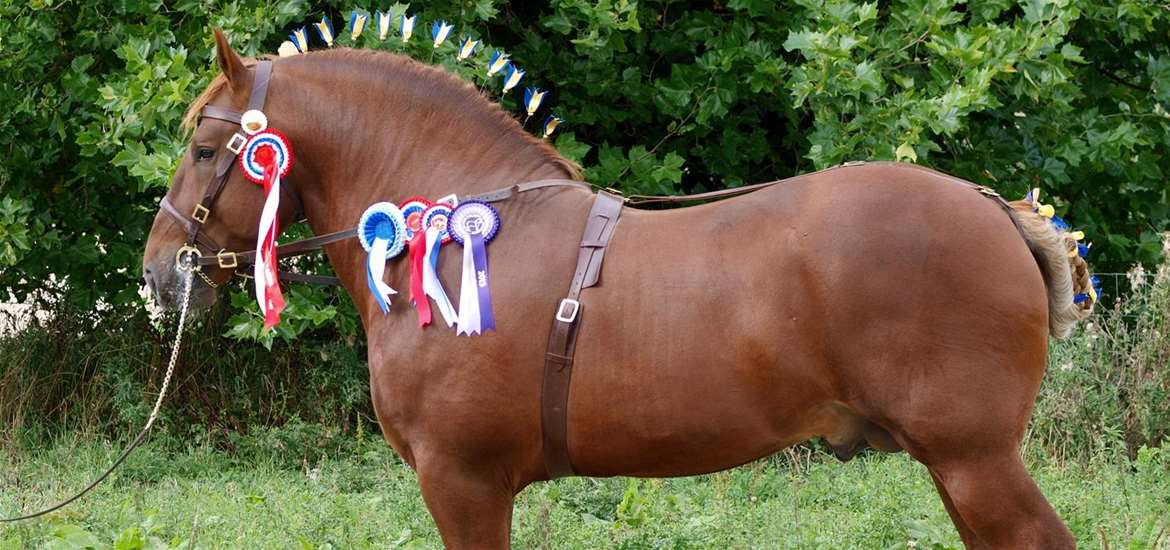 Suffolk Punch Trust Things to Do Suffolk