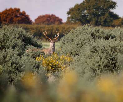 Things to Do - Nature - Red Deer - The Suffolk Coast