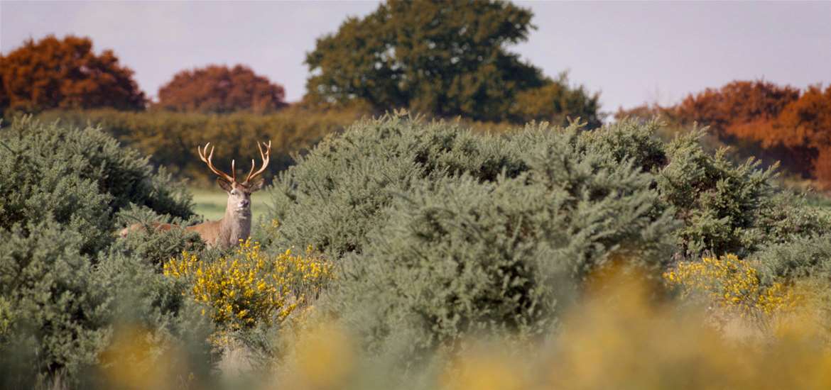 Red deer at RSPB Minsmere - The Suffolk Coast
