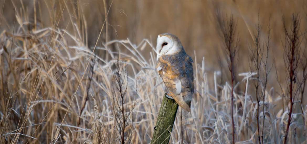 Is Minsmere Dog Friendly Is Minsmere Dog Friendly