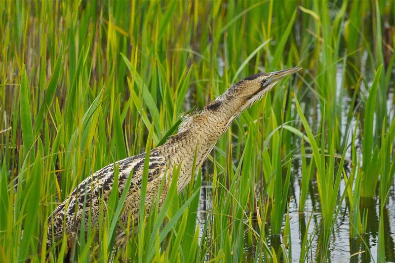 RSPB Minsmere - Bittern