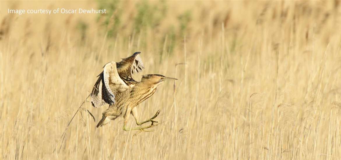 Things to do - Nature and wildlife - Bittern by Oscar Dewhurst