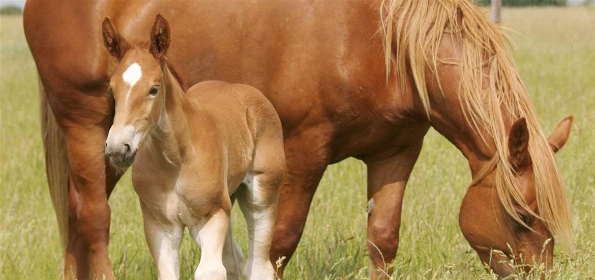 TTDA - Suffolk Punch Trust - Mother and foal
