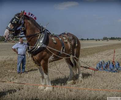 Brampton Plough Day & Country F..
