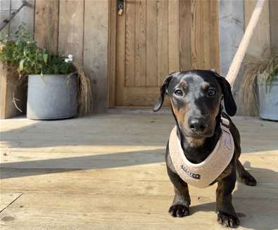 This November, your perfect Dog-Friendly escape in Suffolk – 3 Nights for 2, Dogs stay free at The Farmstead
