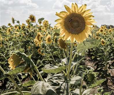 Wrentham Sunflowers X The Rural..