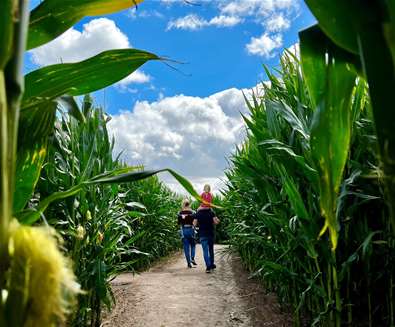 Southwold Maize Maze