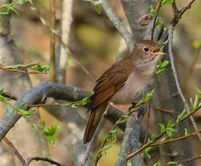 Wildlife Walk - Nightingales & ..