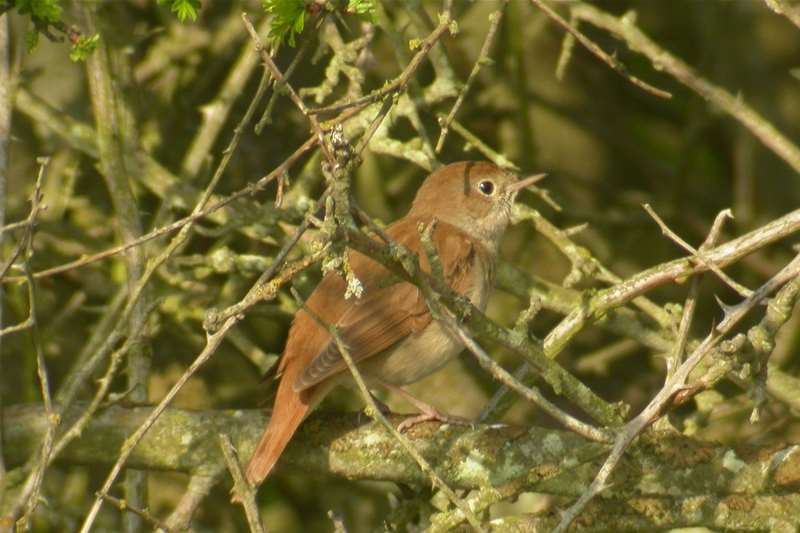 Nightingale at RPSB Minsmere - (c) Ian Barthorpe