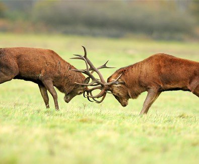 red deer rut 1
