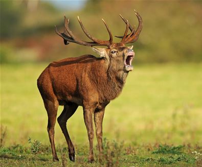 Red Deer Rut 2 - (c) Jon Evans