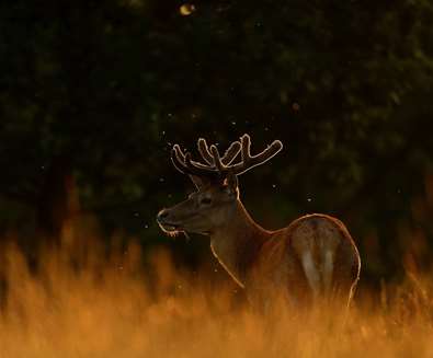 Red Deer at RSPB Minsere