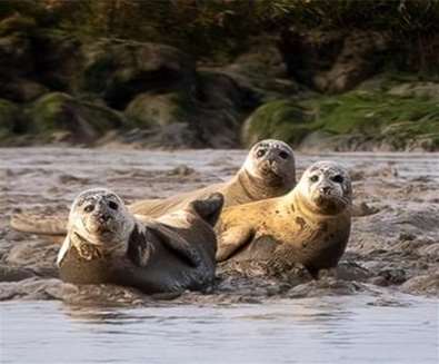 Seal Watching Trips Harwich